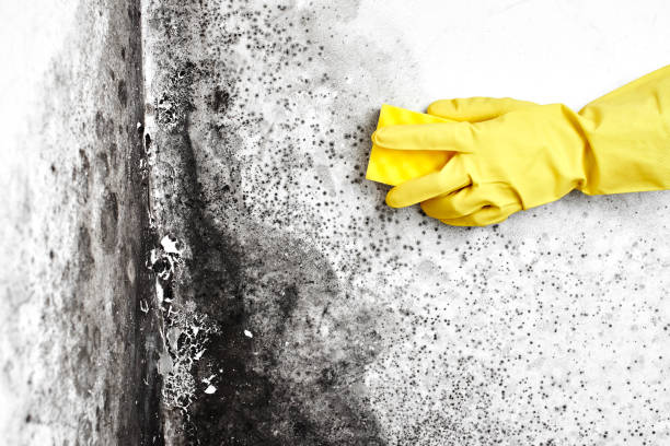 Best Local Mold Removal Service  in Jonesboro, IL