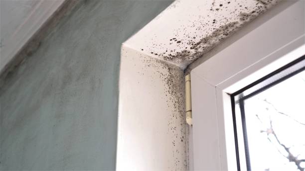 Best Residential Mold Removal  in Jonesboro, IL