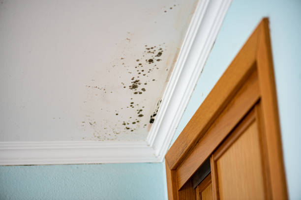 Best Local Mold Removal Service  in Jonesboro, IL