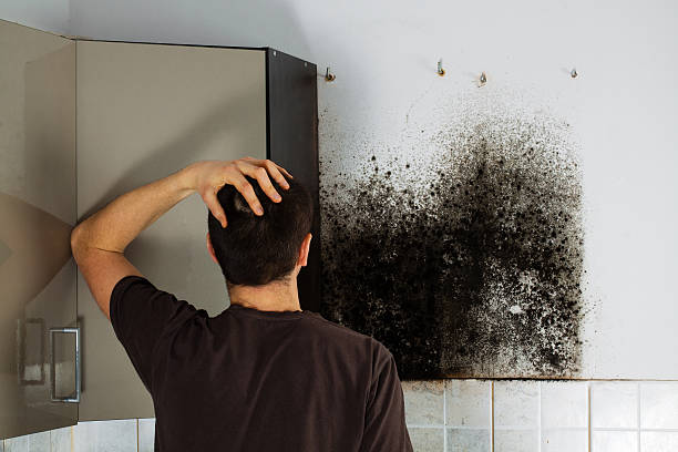 Professional Mold Removal in Jonesboro, IL