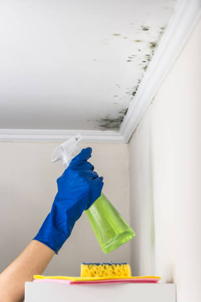 Crawl Space Mold Removal in Jonesboro, IL