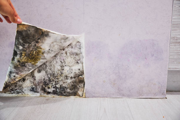 Best Mold Remediation  in Jonesboro, IL